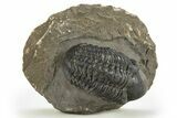 Detailed Reedops Trilobite - Atchana, Morocco #310250-1